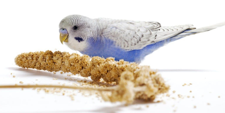 SPIGHE DI PANICO VAESEN