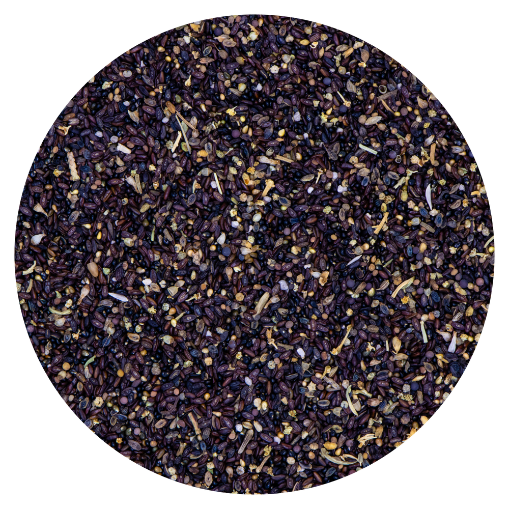 SEMI BELLA DI NOTTE VAESEN