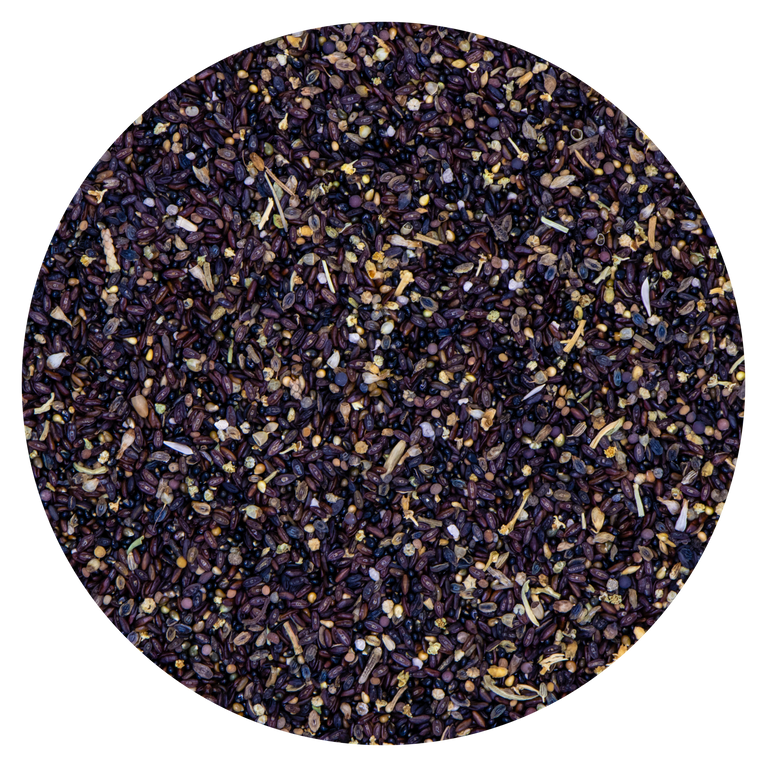 SEMI BELLA DI NOTTE VAESEN