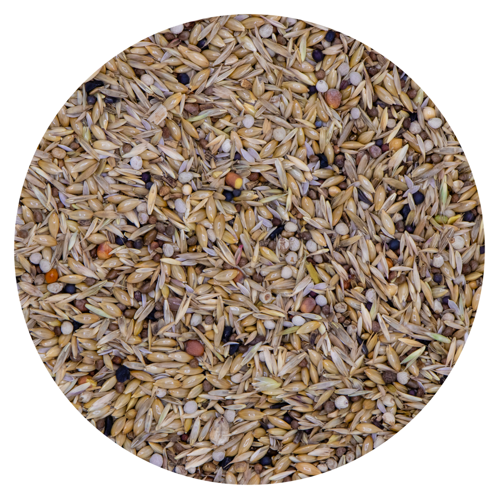 CARDINALINI del Venezuela VAESEN BELGIO 238