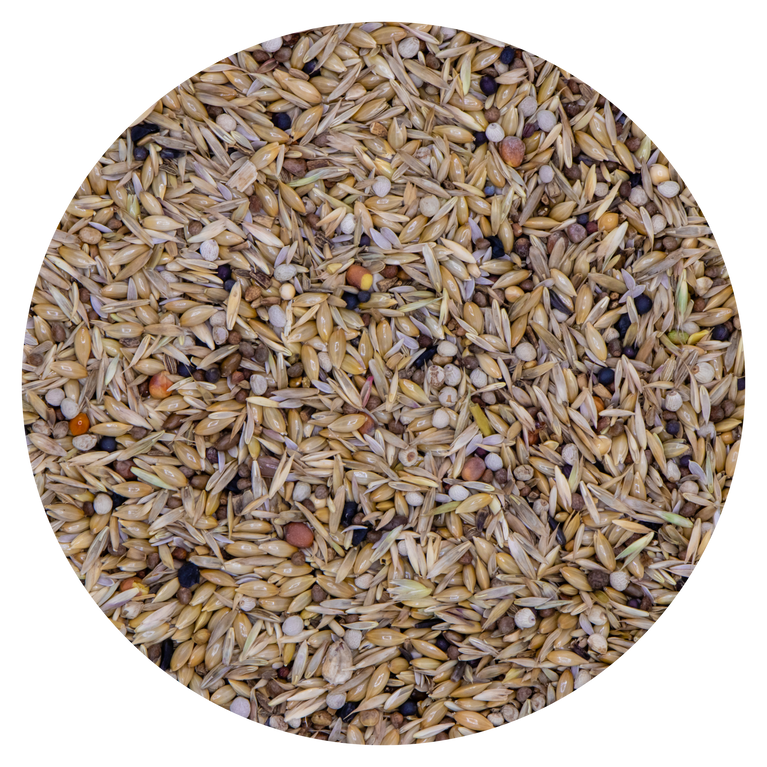 CARDINALINI del Venezuela VAESEN BELGIO 238