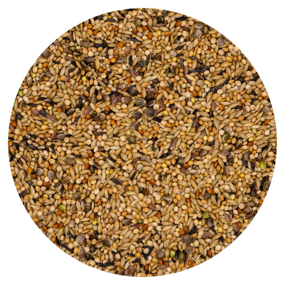 MISCELA NEOPHEMA PARROCCHETTI VAESEN (BELGIO)