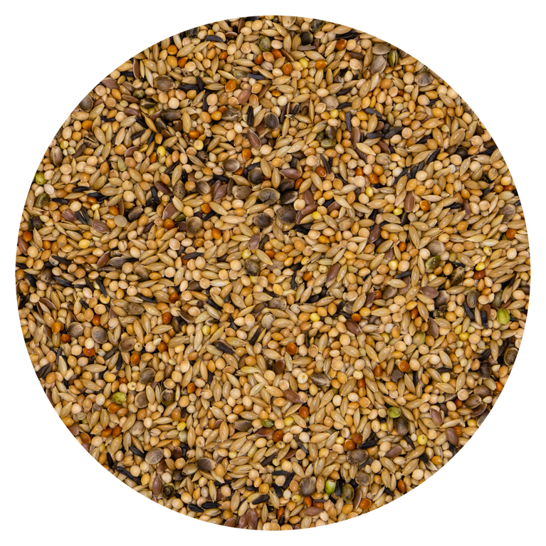 MISCELA NEOPHEMA PARROCCHETTI VAESEN (BELGIO)