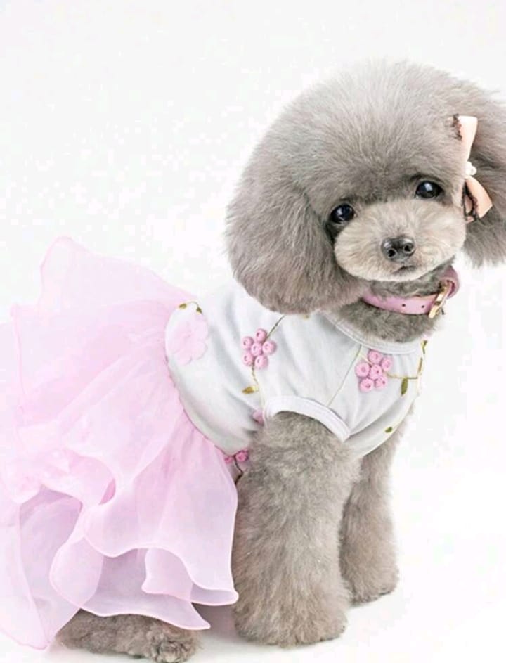 LUCKY PET-VESTITINI VARI COLORI E TAGLIE