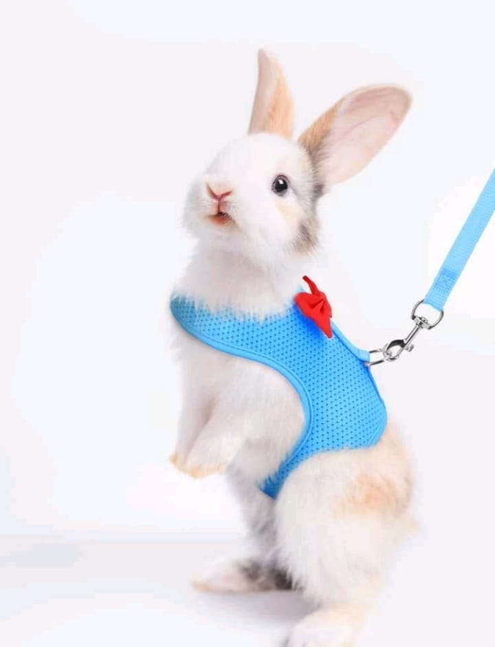 PETTORINA PER CONIGLIETTI NANI