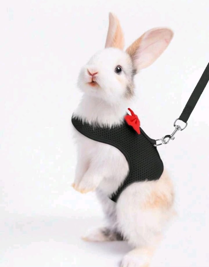 PETTORINA PER CONIGLIETTI NANI