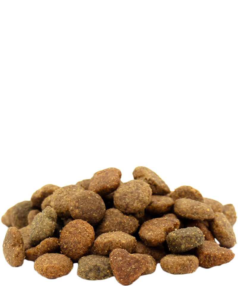 Adult Mini with Chicken - Sanny Passione Ornitologica