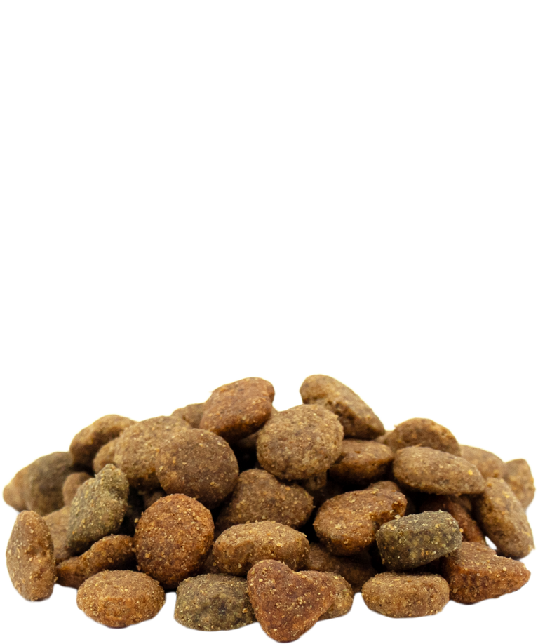 Adult Mini with Chicken - Sanny Passione Ornitologica