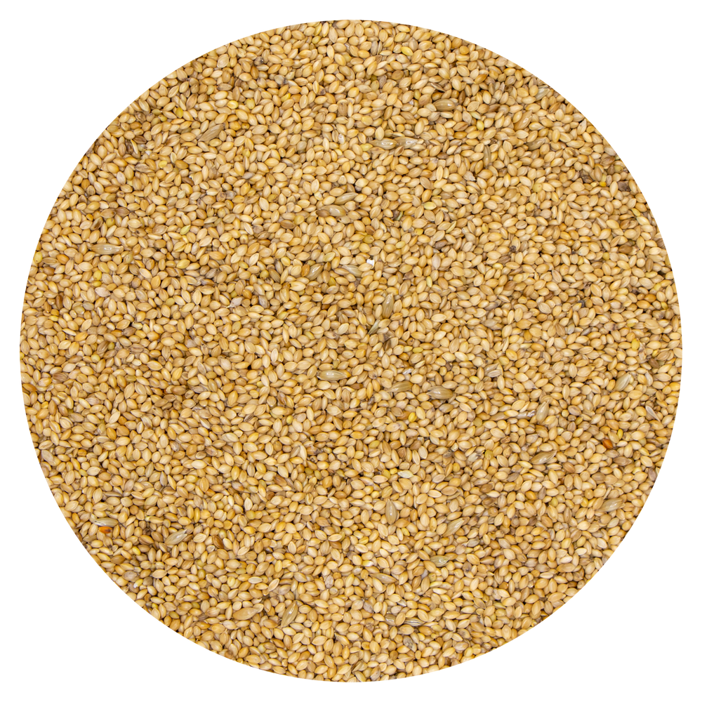SEMI DI PANICO GIALLO VAESEN