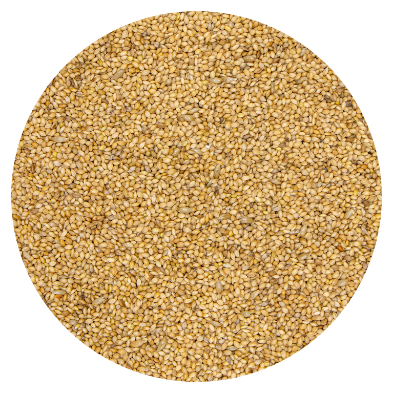 SEMI DI PANICO GIALLO VAESEN