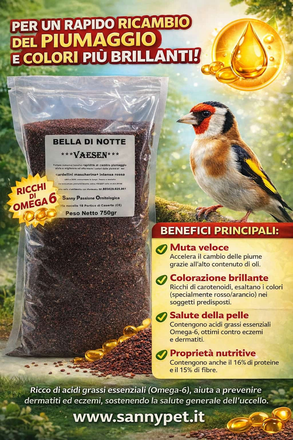 Semi Bella di Notte VAESEN Belgio - Sanny Passione Ornitologica