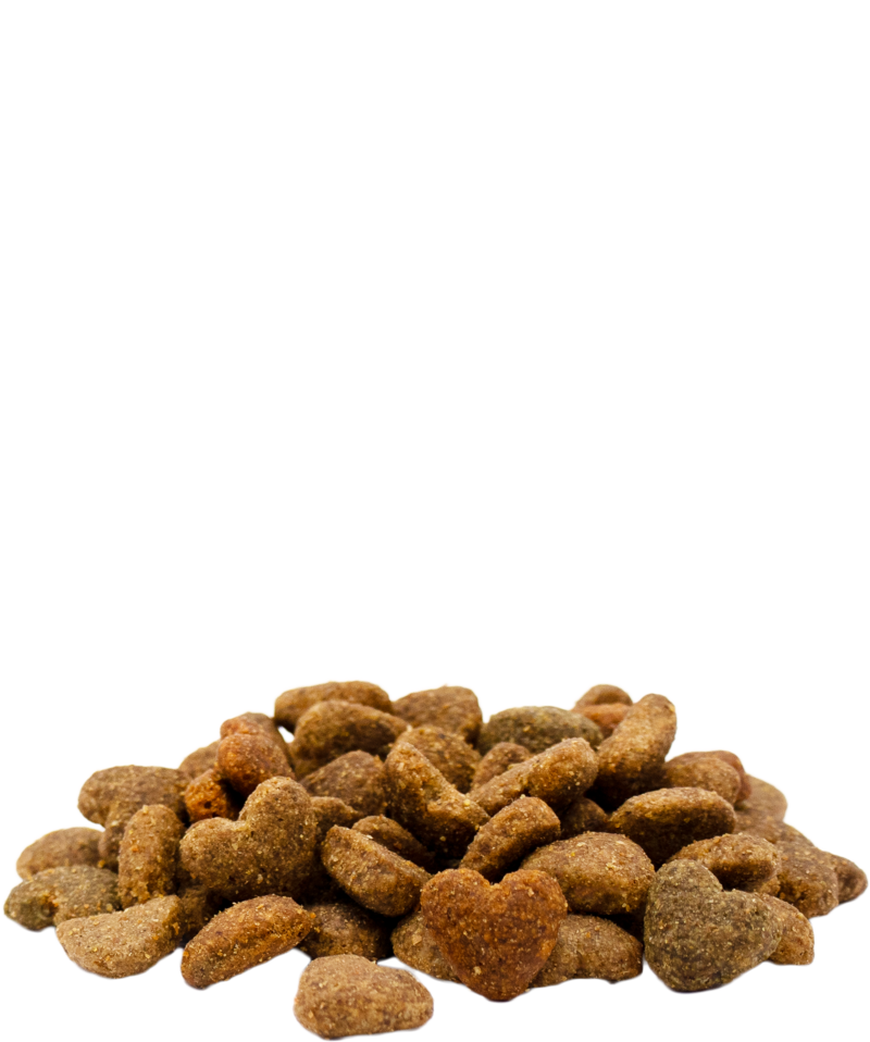 Junior with Chicken - Sanny Passione Ornitologica