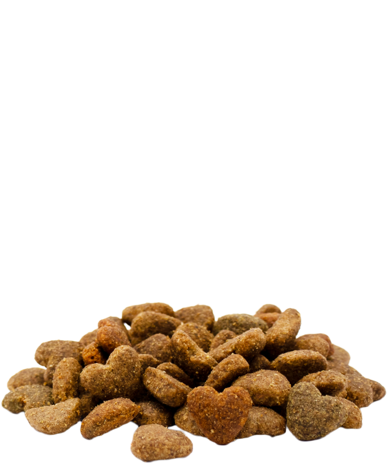 Junior with Chicken - Sanny Passione Ornitologica