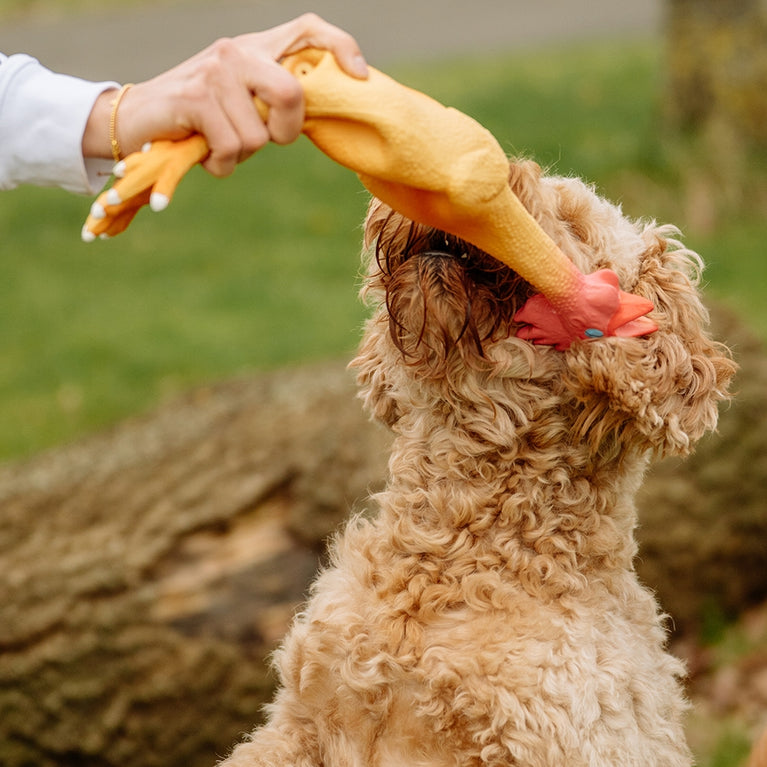 POLLO IN LATTICE GIOCO PER DOG