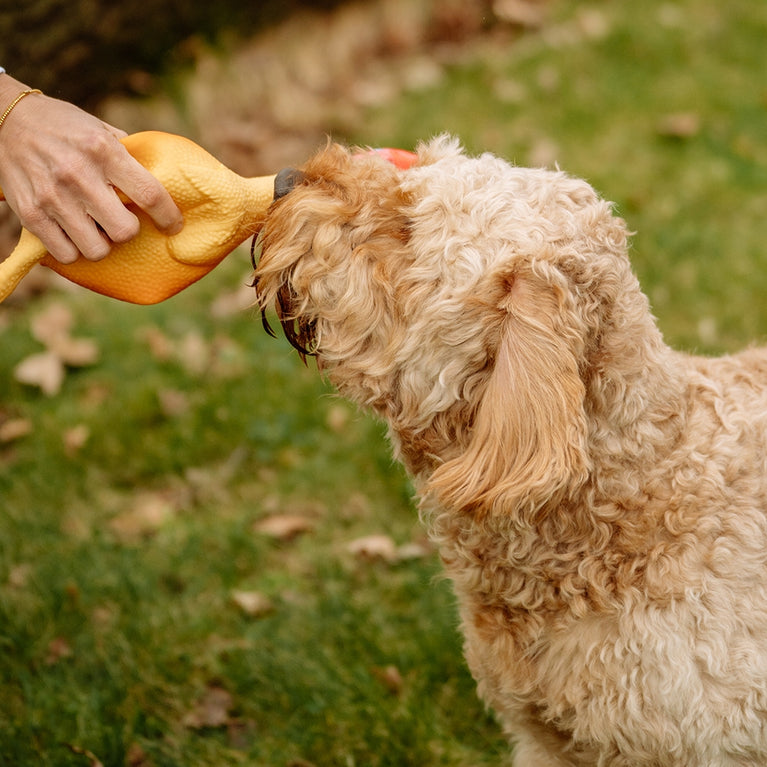 POLLO IN LATTICE GIOCO PER DOG