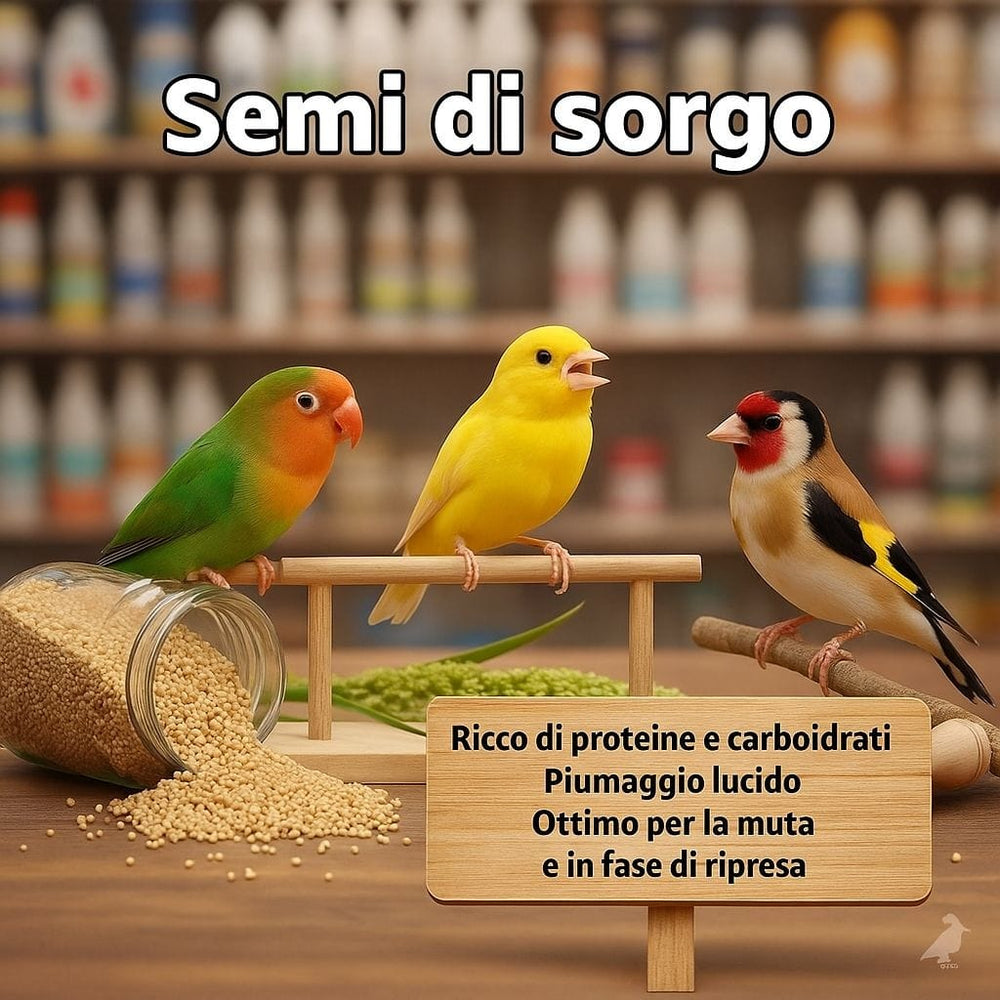 Semi di Sorgo Vaesen Belgio