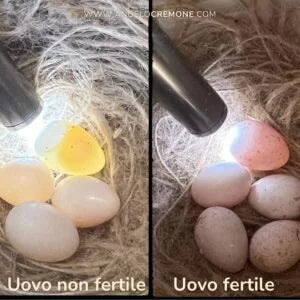 Penna Sperauovo